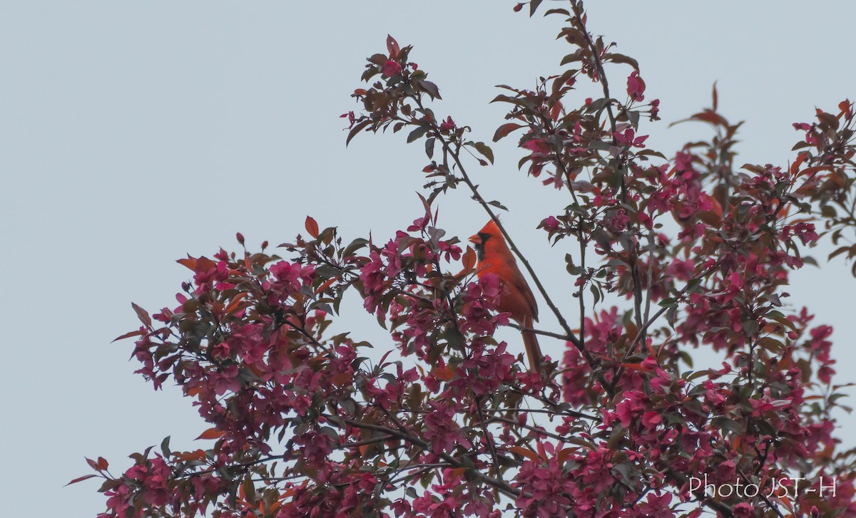 Northern Cardinal - ML636836669