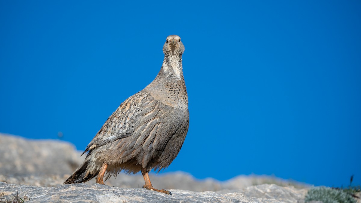 Caspian Snowcock - ML636836674