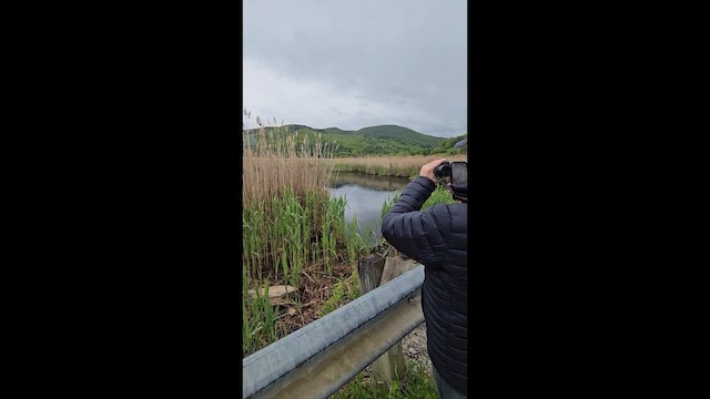 コヨシゴイ - ML636836676
