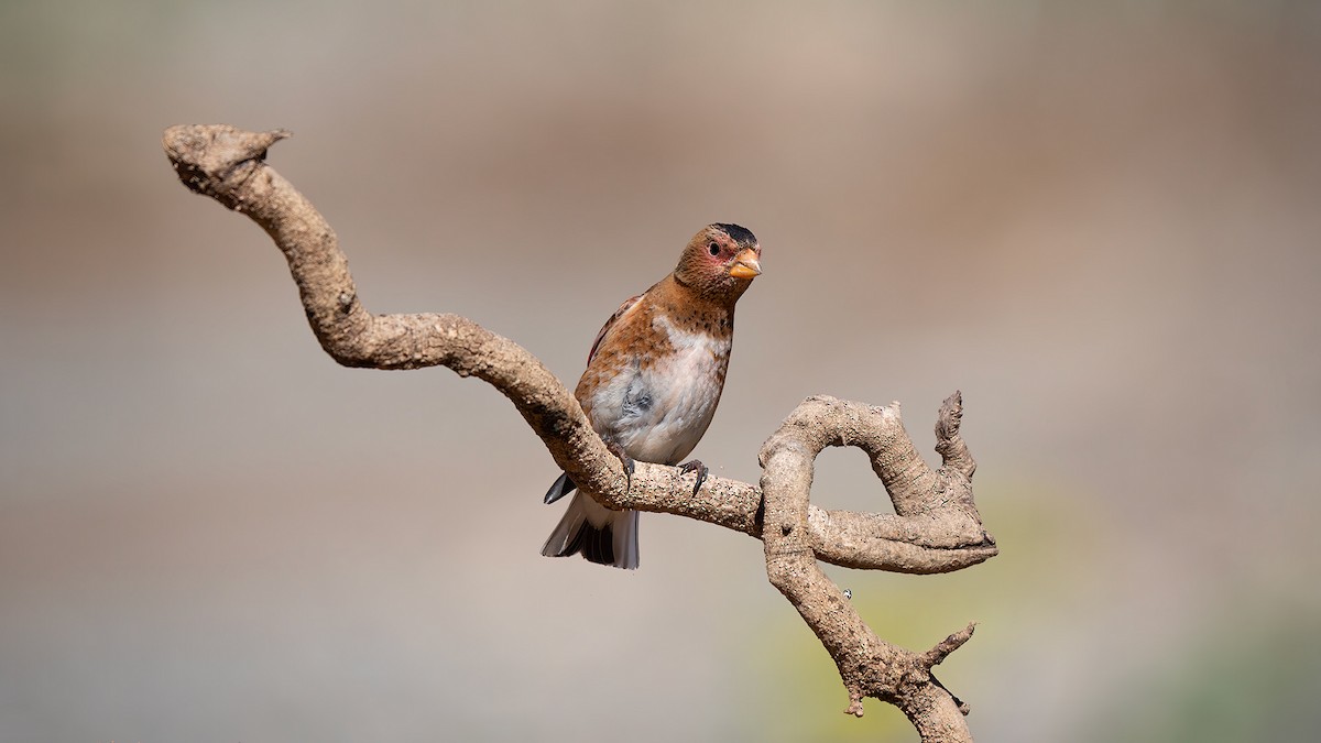 Crimson-winged Finch - ML636836690