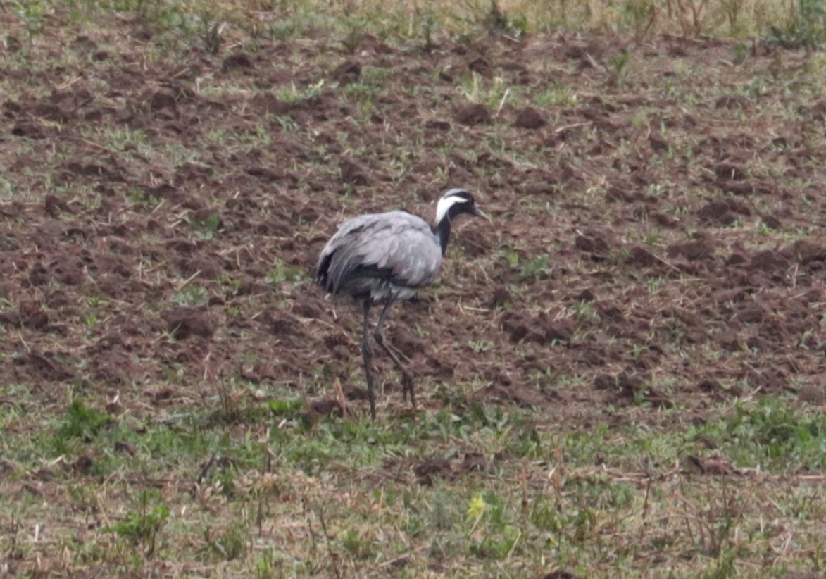 Demoiselle Crane - ML636836692