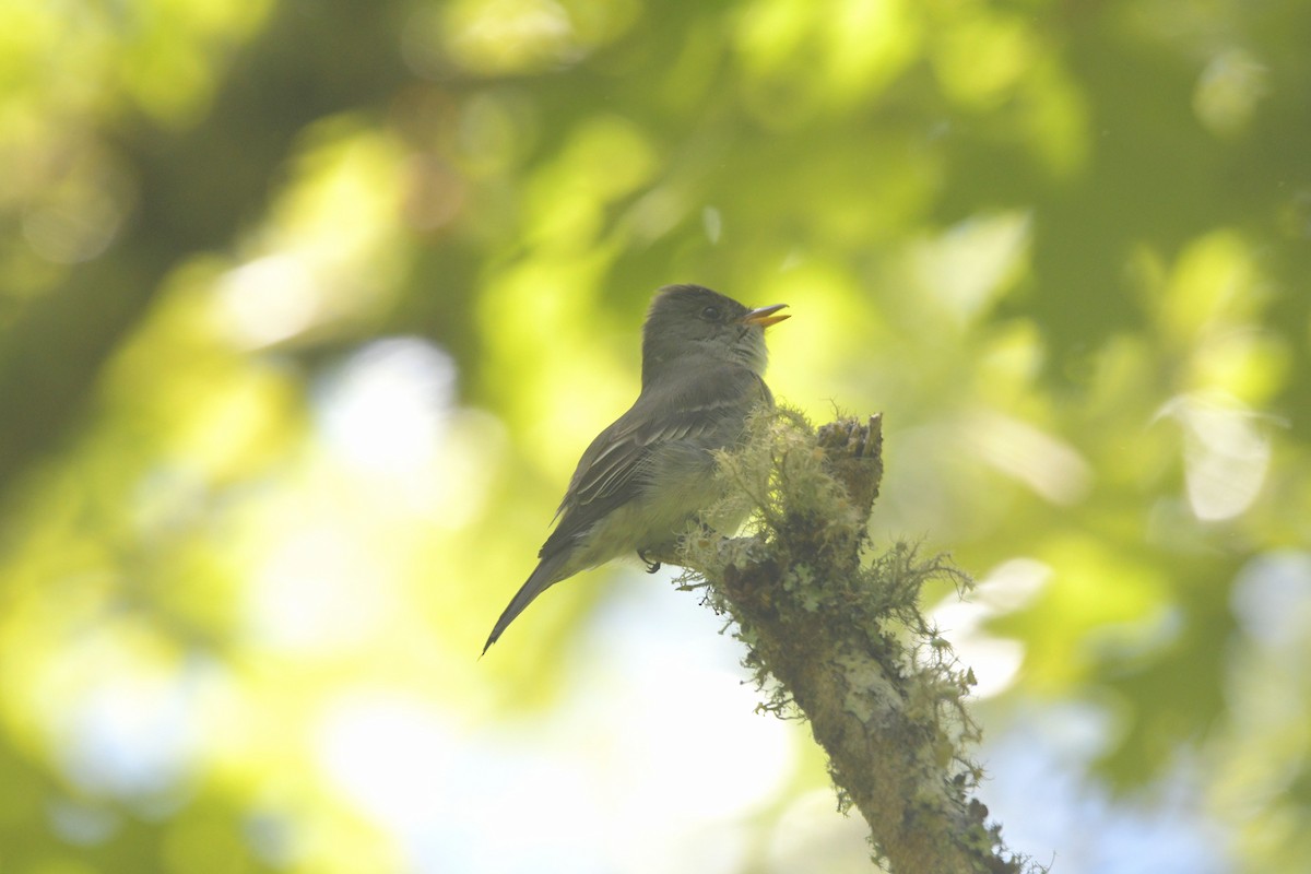 Eastern Wood-Pewee - ML636836698