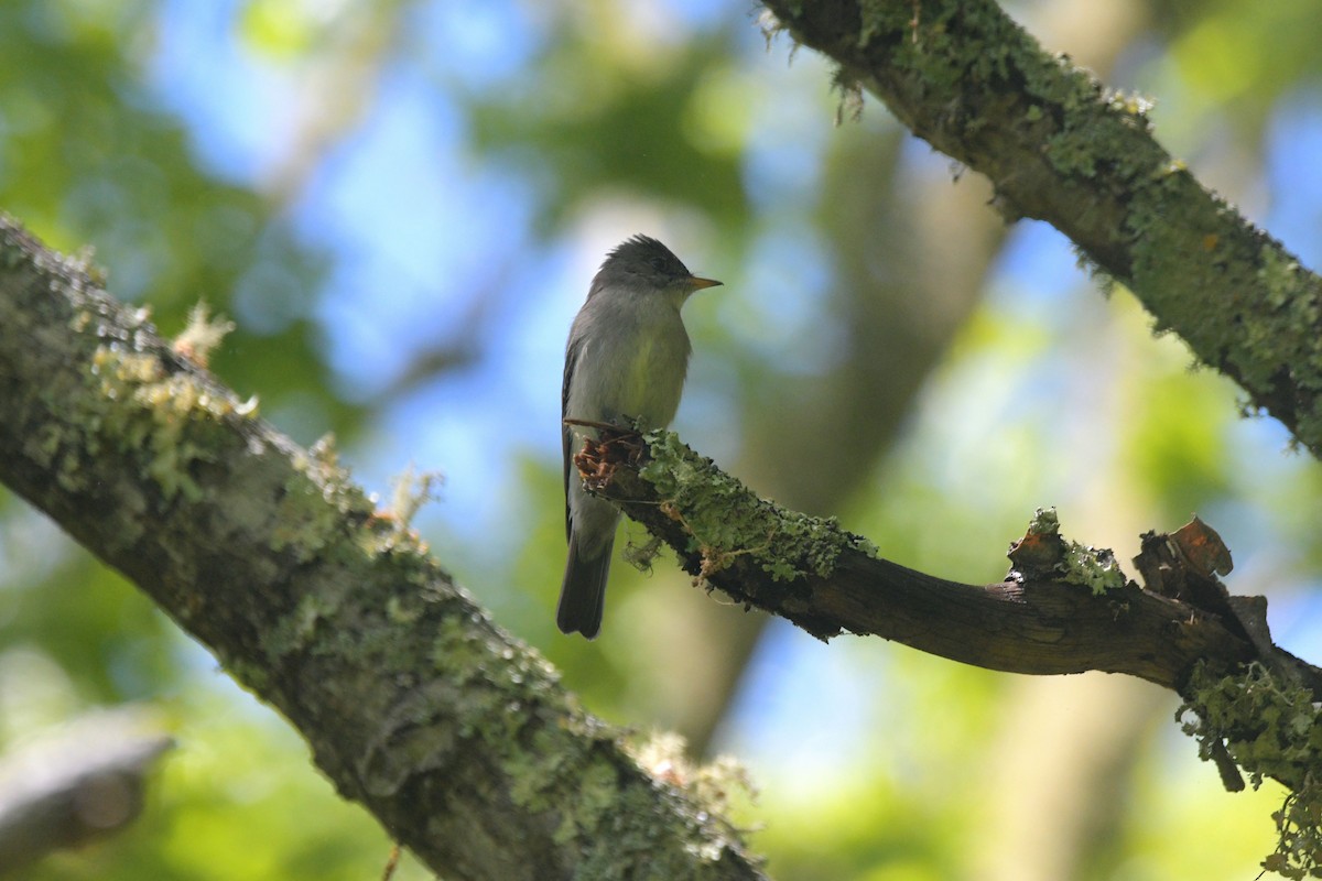 Eastern Wood-Pewee - ML636836699