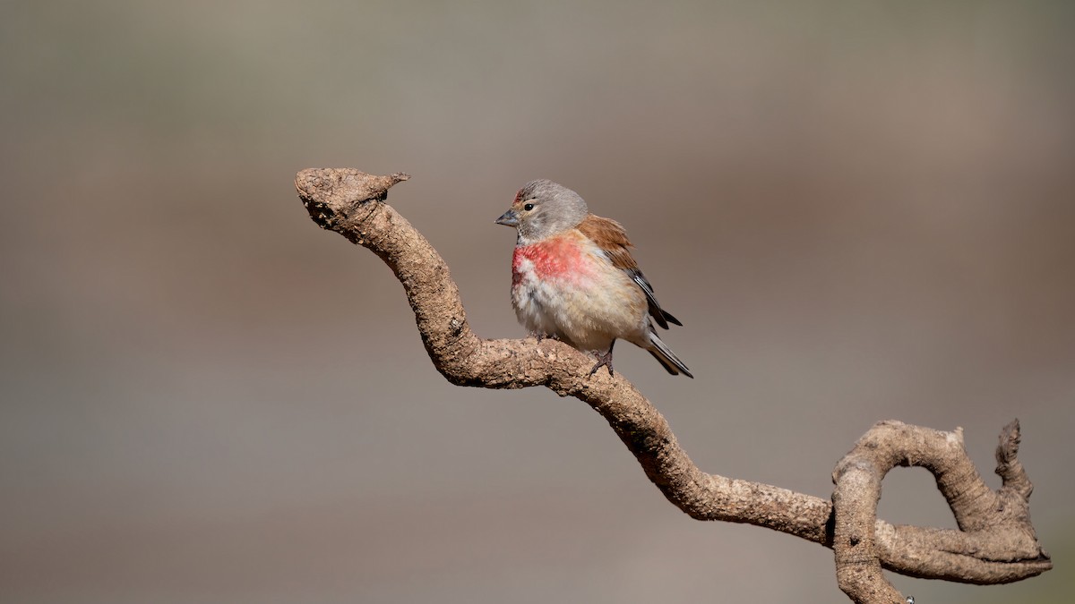 Eurasian Linnet - ML636836713