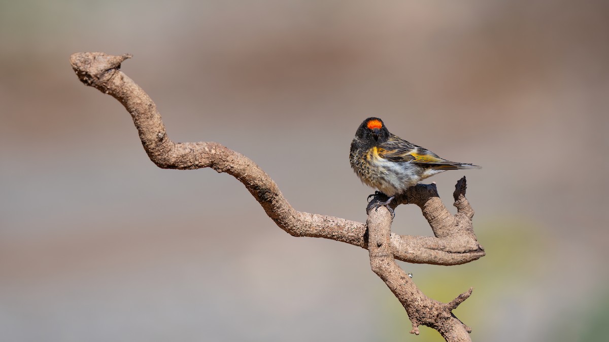 Fire-fronted Serin - ML636836724