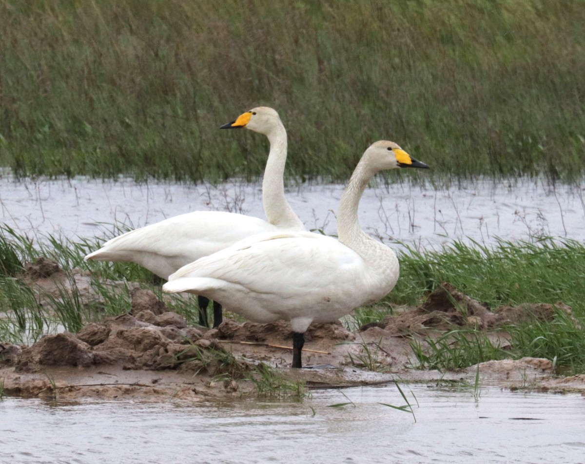 Whooper Swan - ML636836807