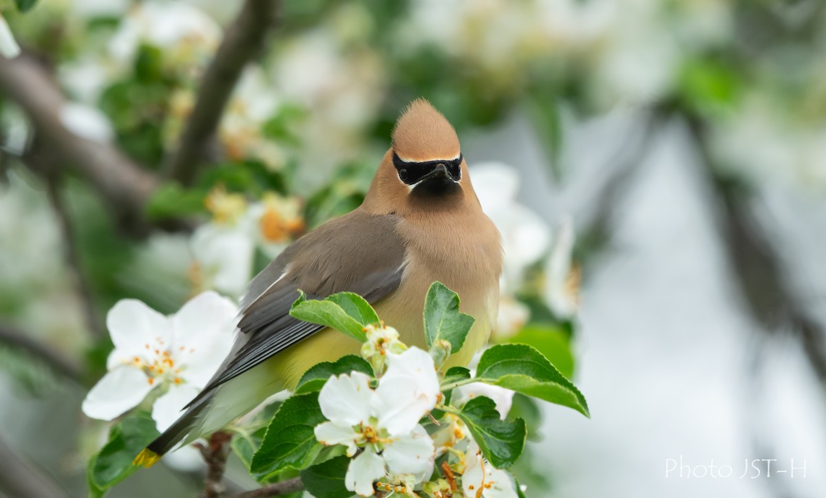 Cedar Waxwing - ML636836827