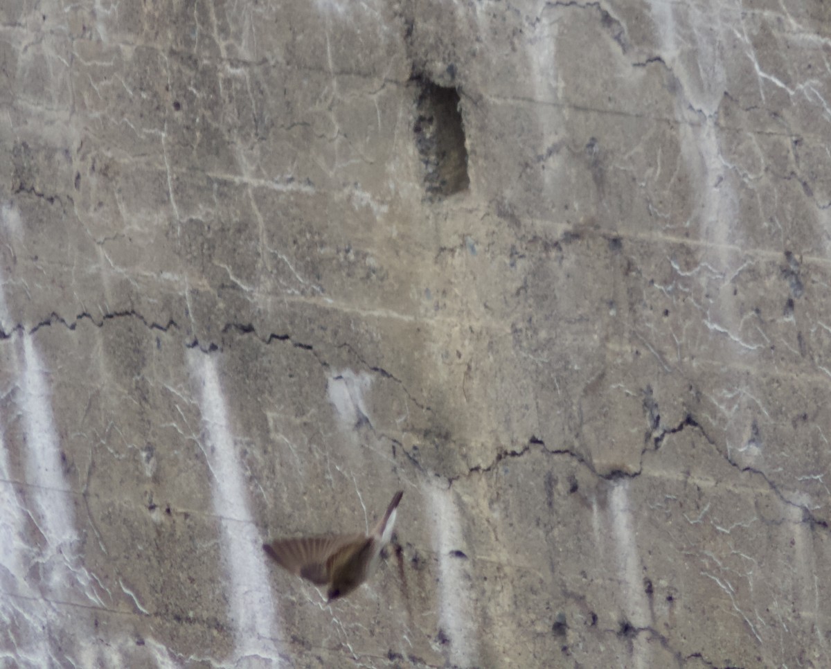 Northern Rough-winged Swallow - ML636836835