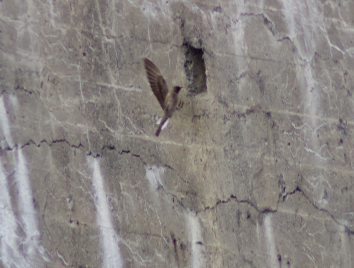 Northern Rough-winged Swallow - ML636836836