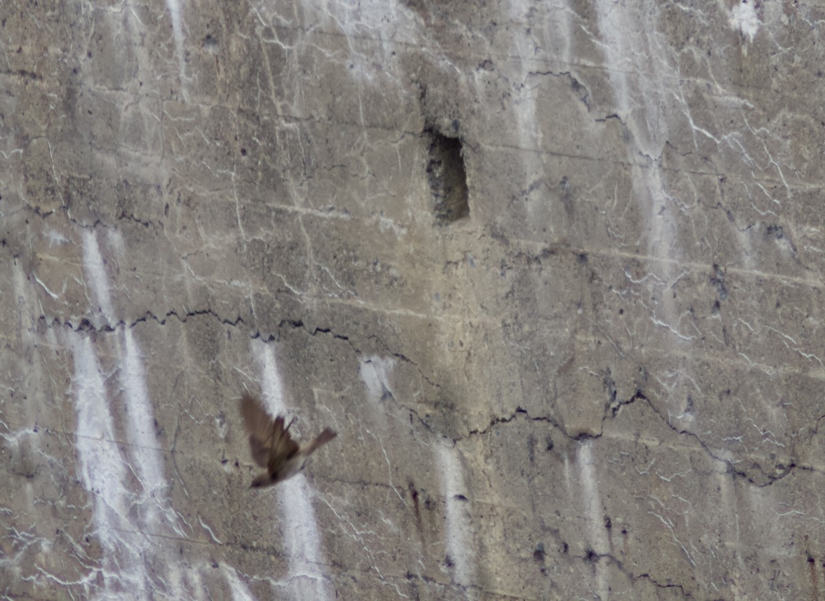 Northern Rough-winged Swallow - ML636836837