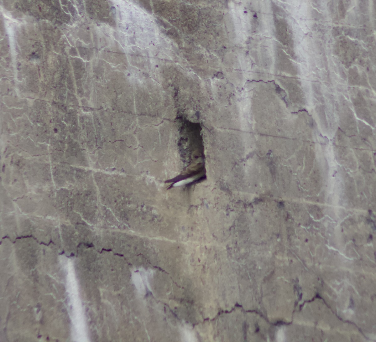 Northern Rough-winged Swallow - ML636836838
