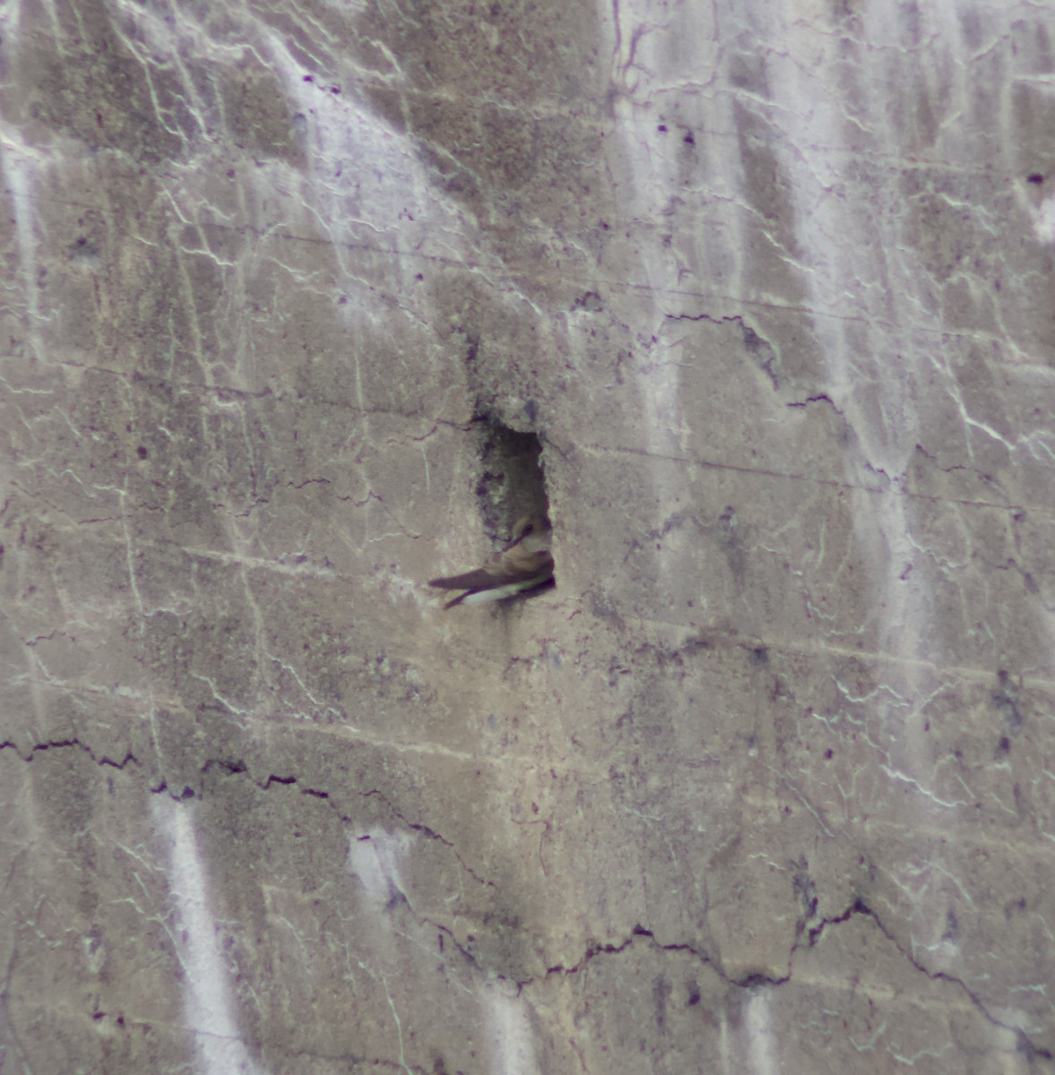 Northern Rough-winged Swallow - ML636836839