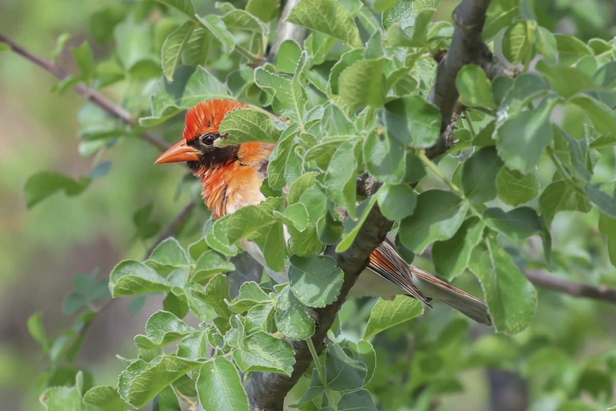 Red-headed Weaver (Northern) - ML636836855
