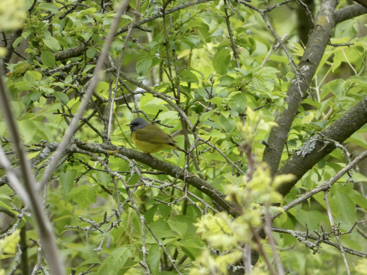 Mourning Warbler - ML636836858