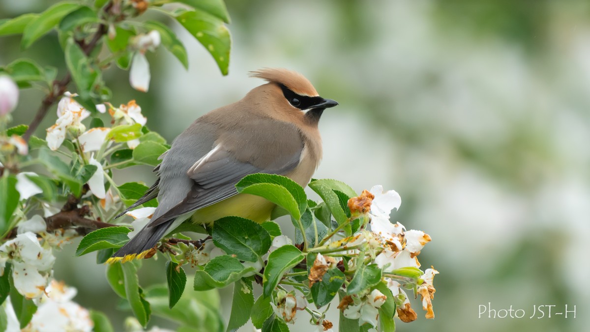 Cedar Waxwing - ML636836865