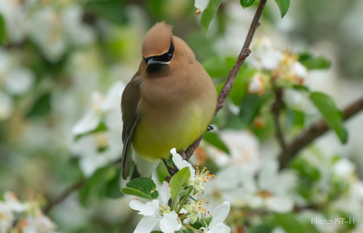 Cedar Waxwing - ML636836881