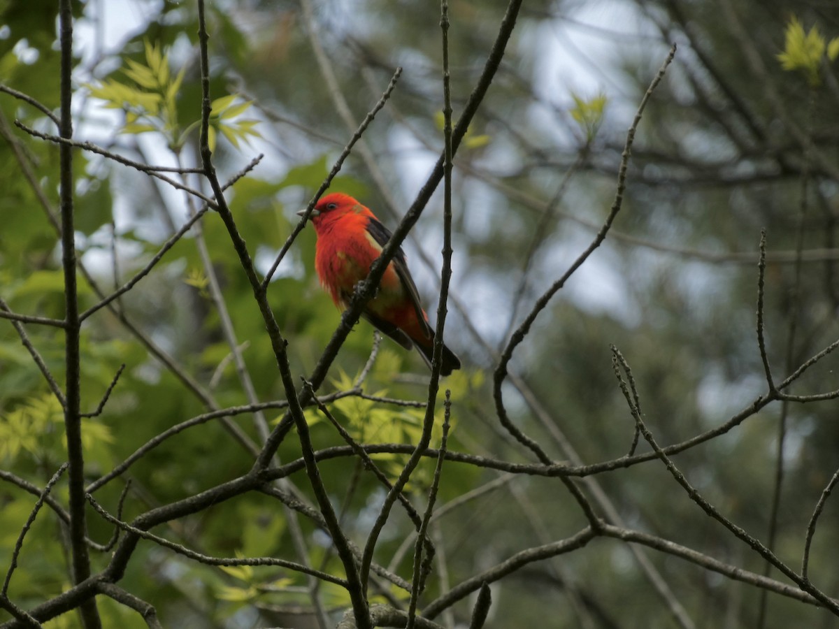 Scarlet Tanager - ML636836897