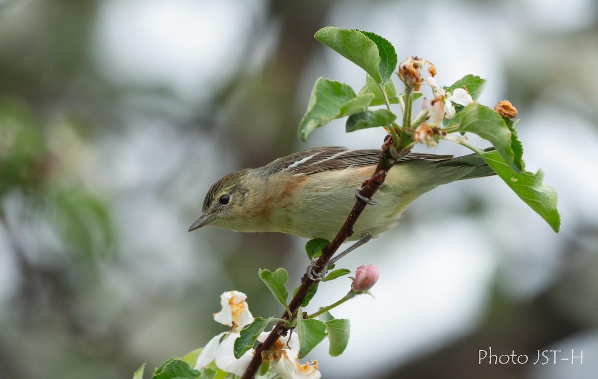 Bay-breasted Warbler - ML636836924