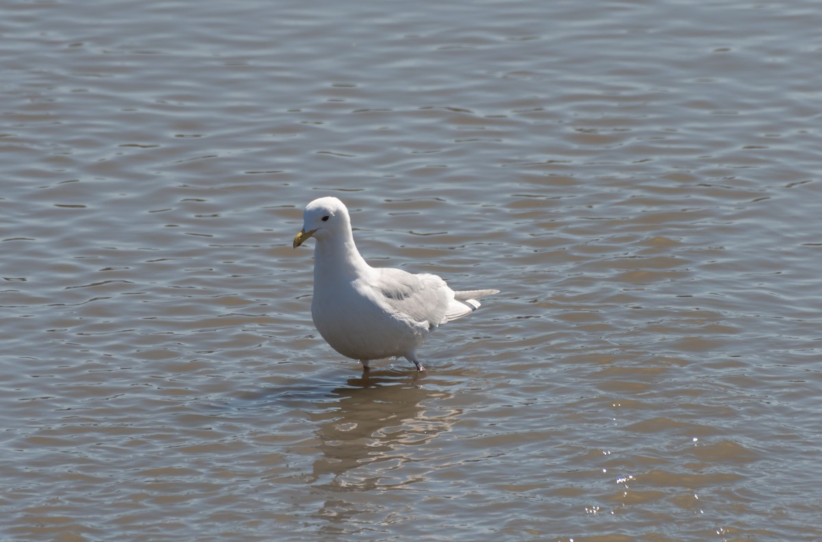 Iceland Gull - ML636837025