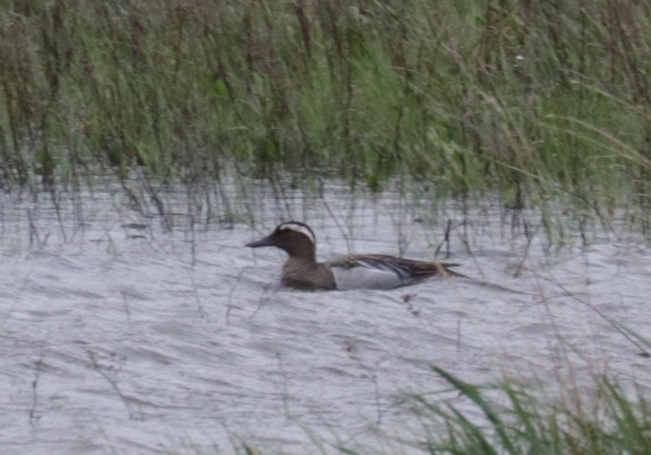 Garganey - ML636837034