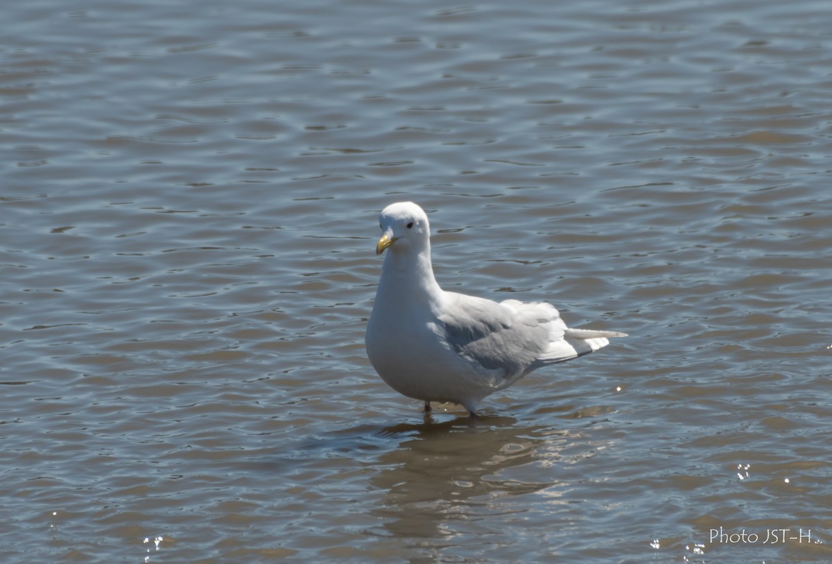 Iceland Gull - ML636837047