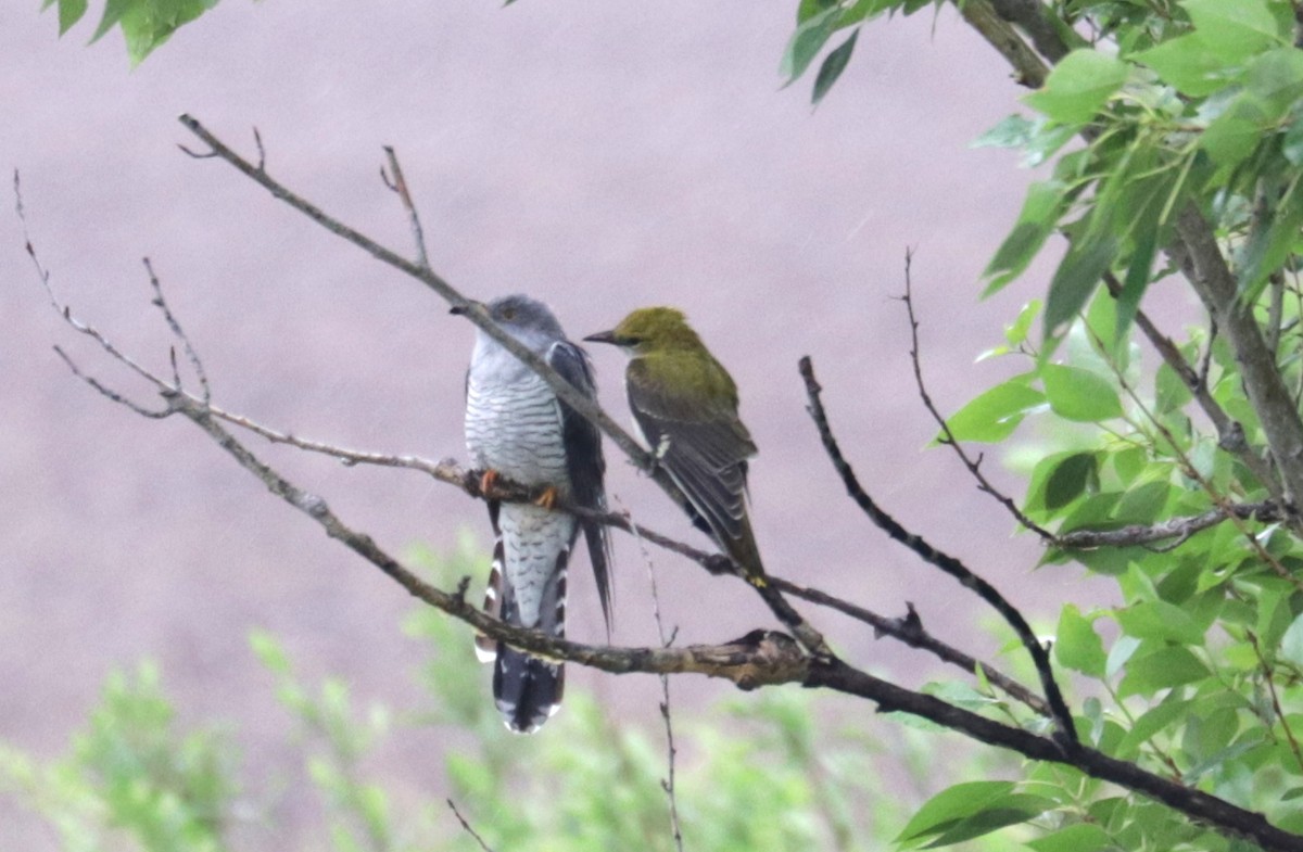 Common Cuckoo - ML636837080