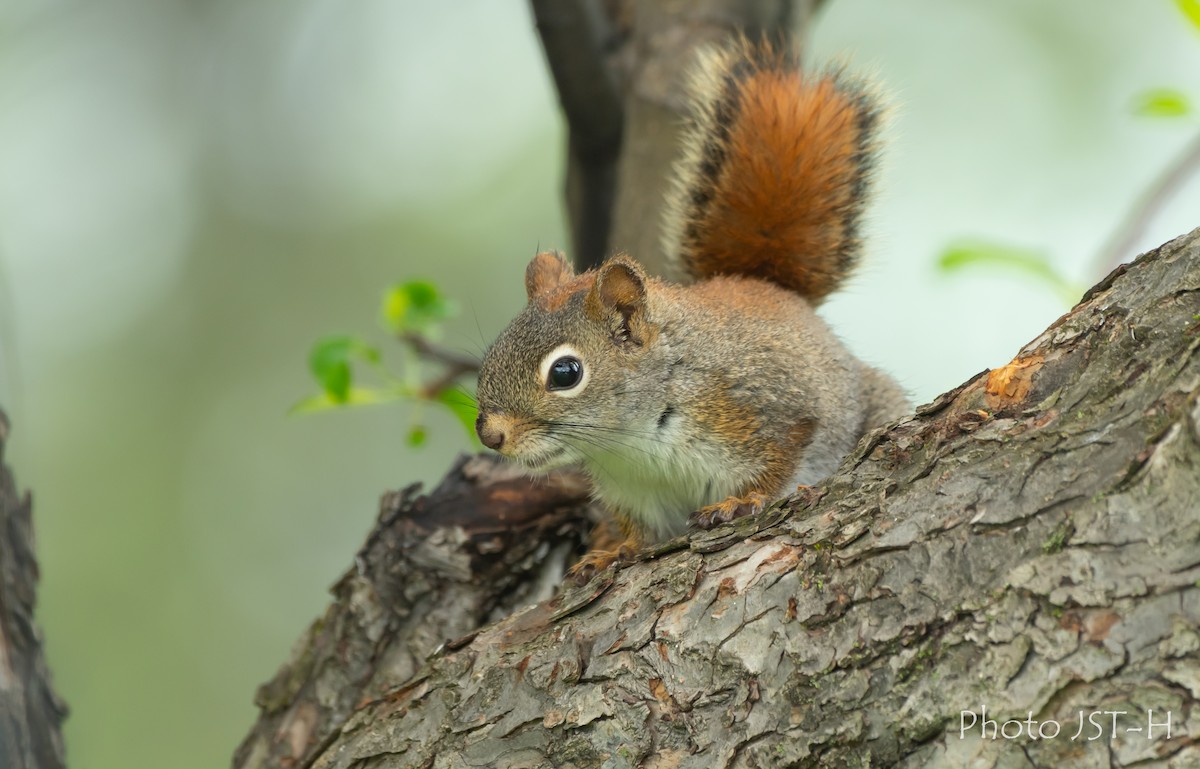 Animals - ML636837112