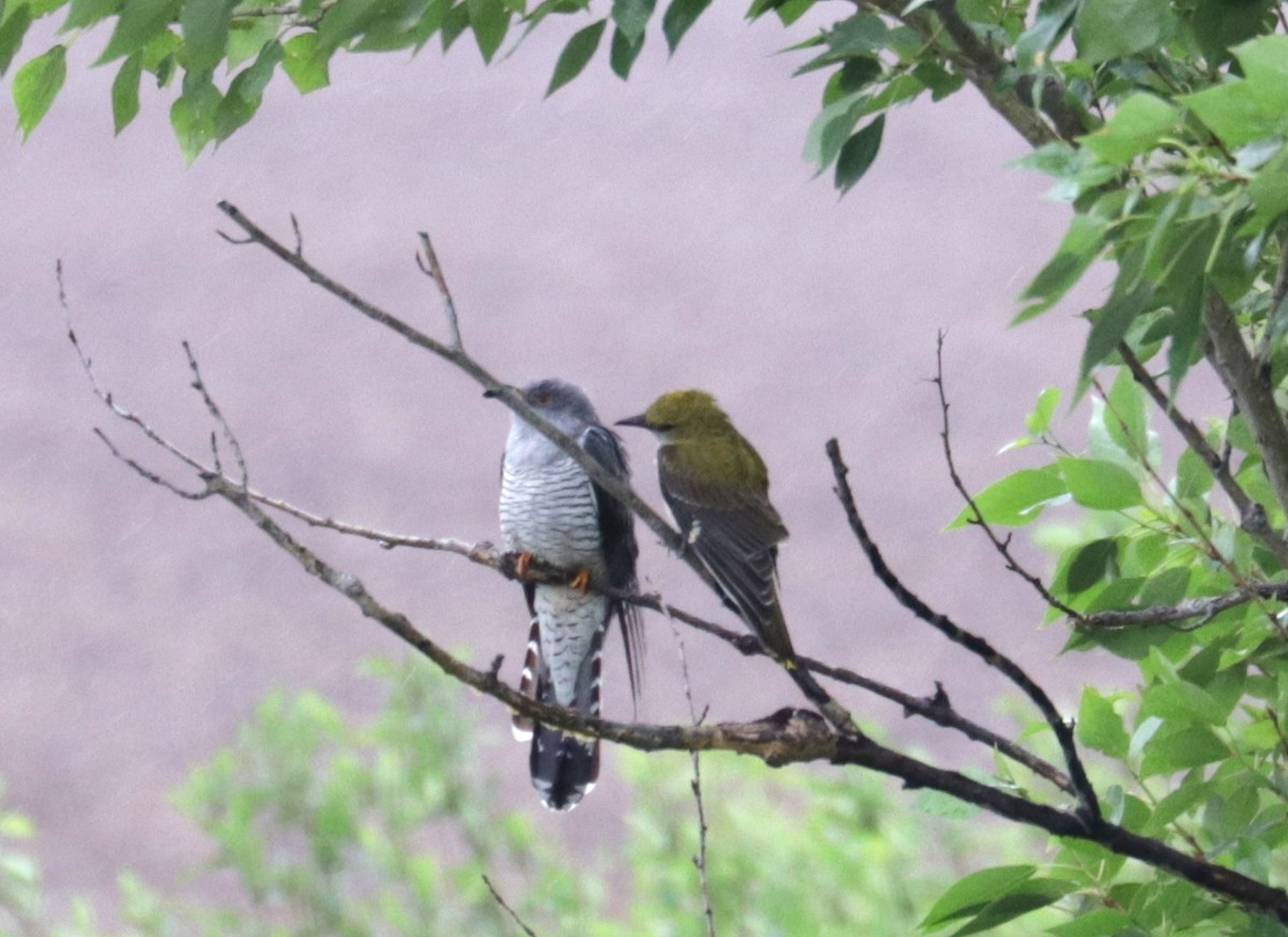 Eurasian Golden Oriole - ML636837125