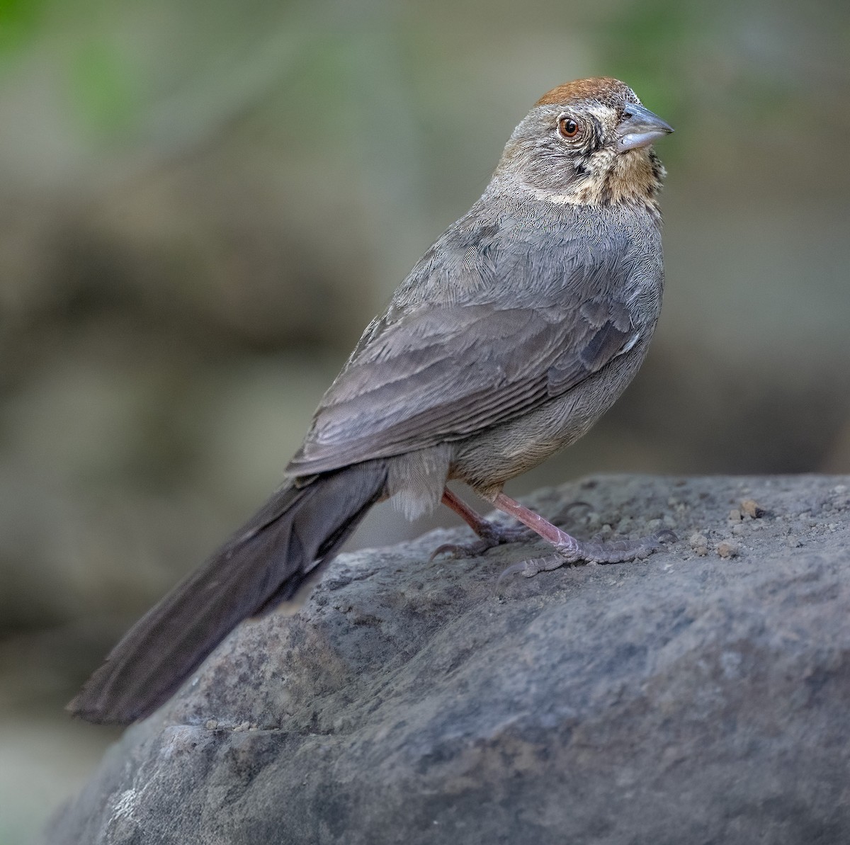 Canyon Towhee - ML636837152