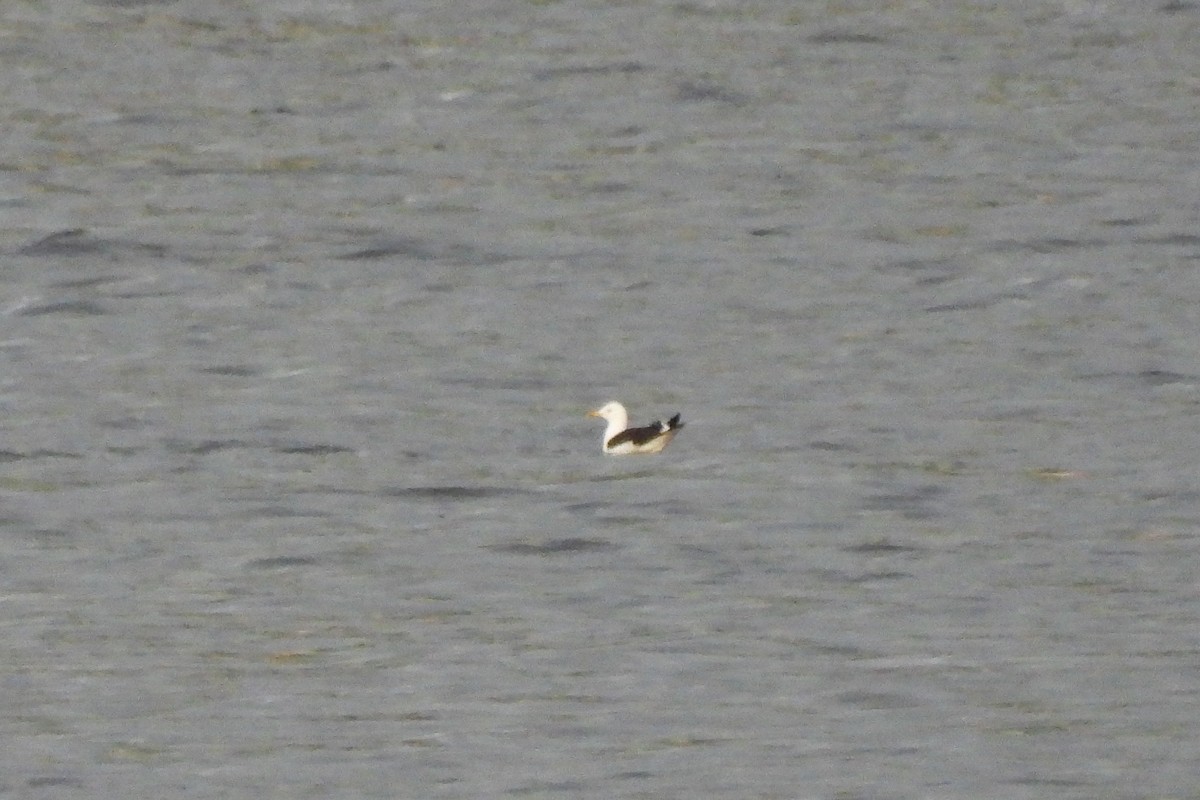Lesser Black-backed Gull (fuscus) - ML636837181