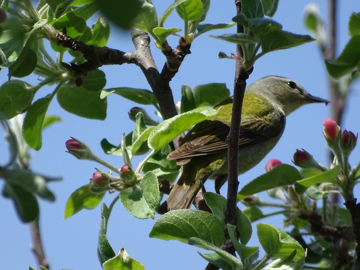 Tennessee Warbler - ML636837253