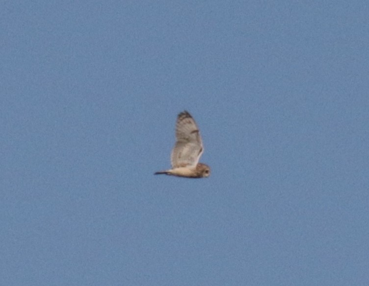 Short-eared Owl - ML636837298