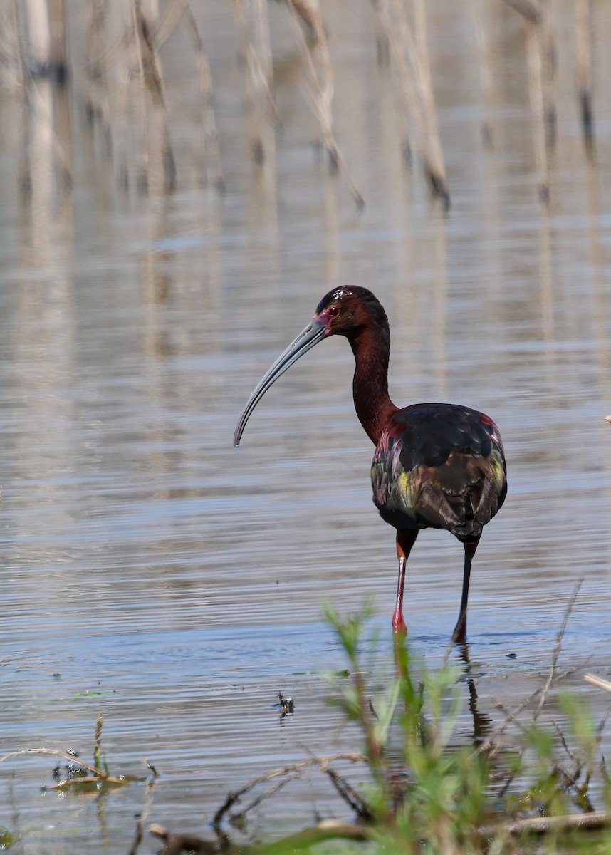 White-faced Ibis - ML636837327