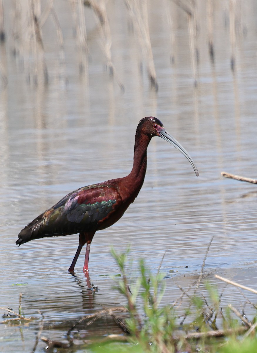 White-faced Ibis - ML636837348