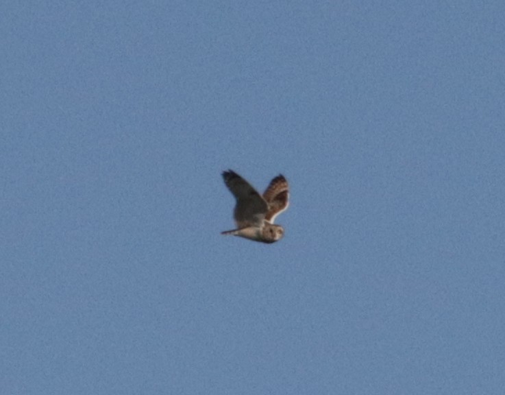 Short-eared Owl - ML636837358