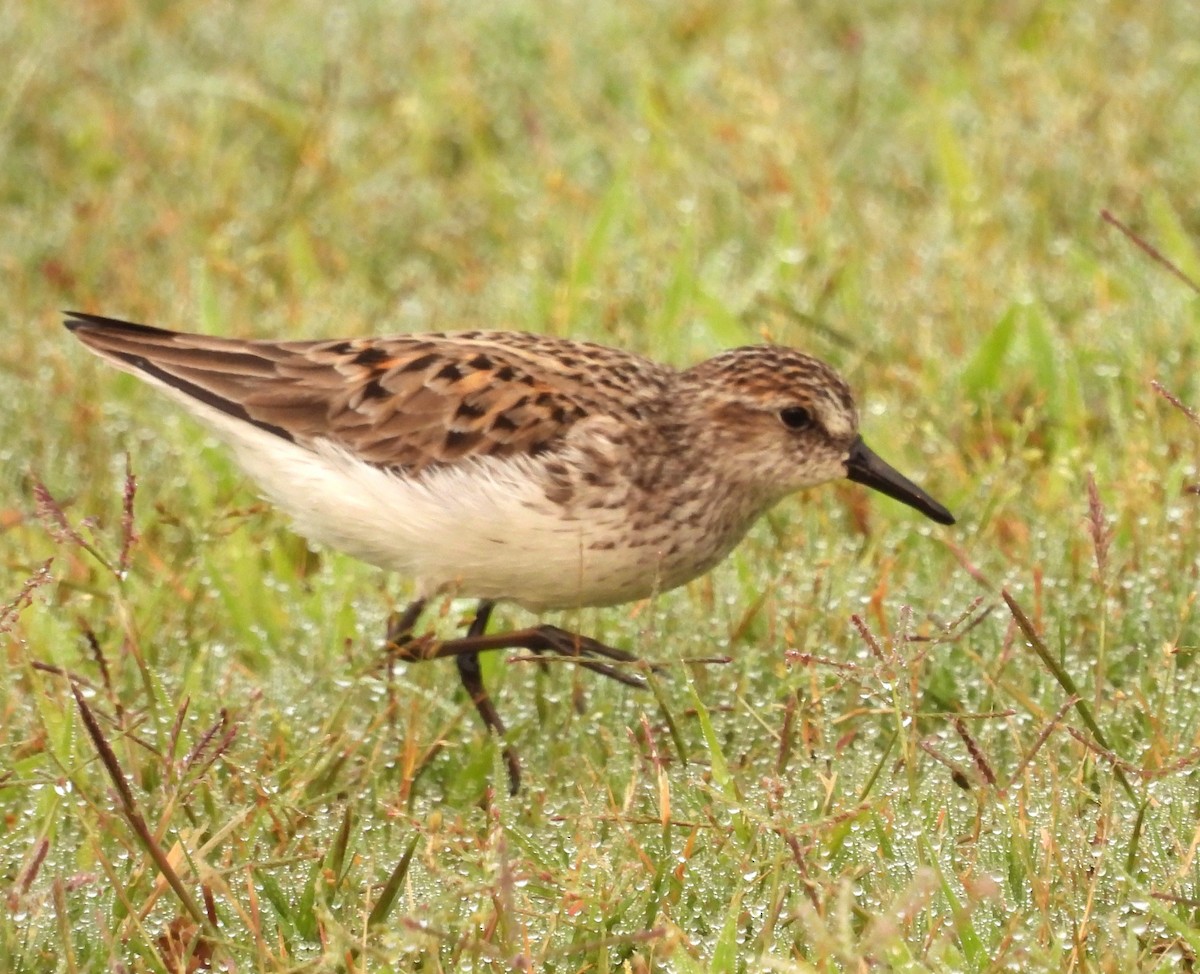 jespák srostloprstý - ML636837376