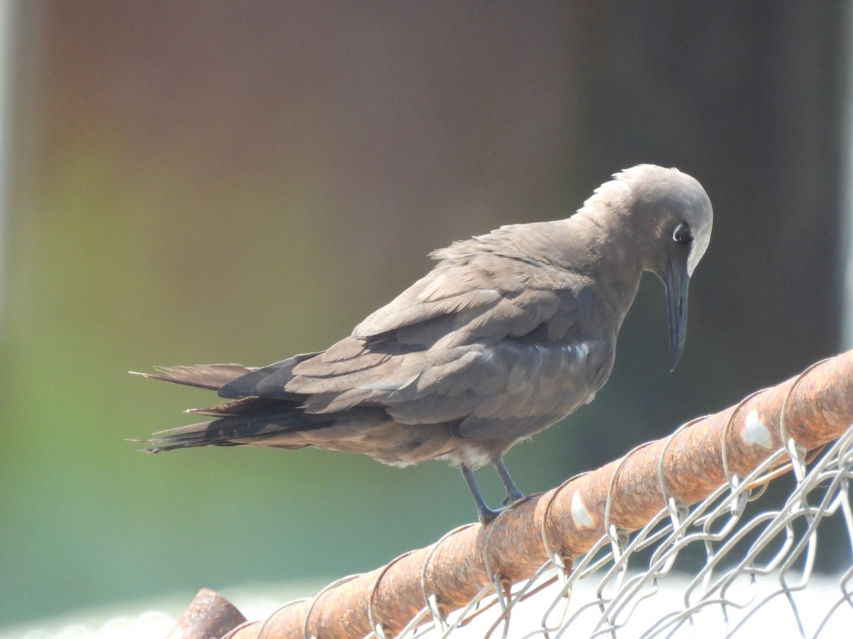 Brown Noddy - ML636837381