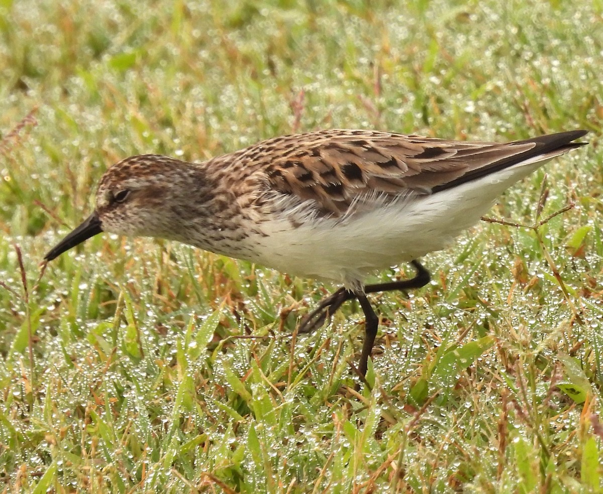 jespák srostloprstý - ML636837386