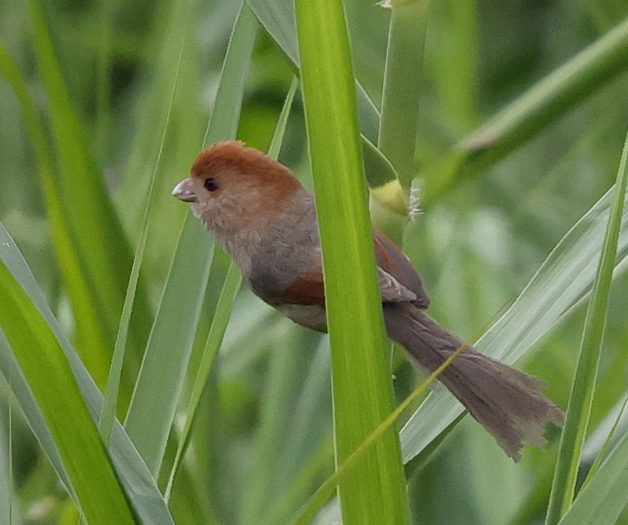 粉紅鸚嘴 - ML636837411
