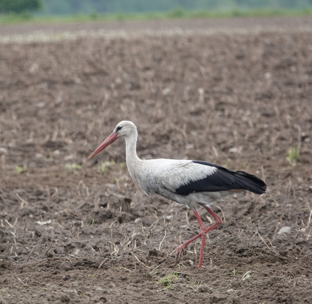White Stork - ML636837431