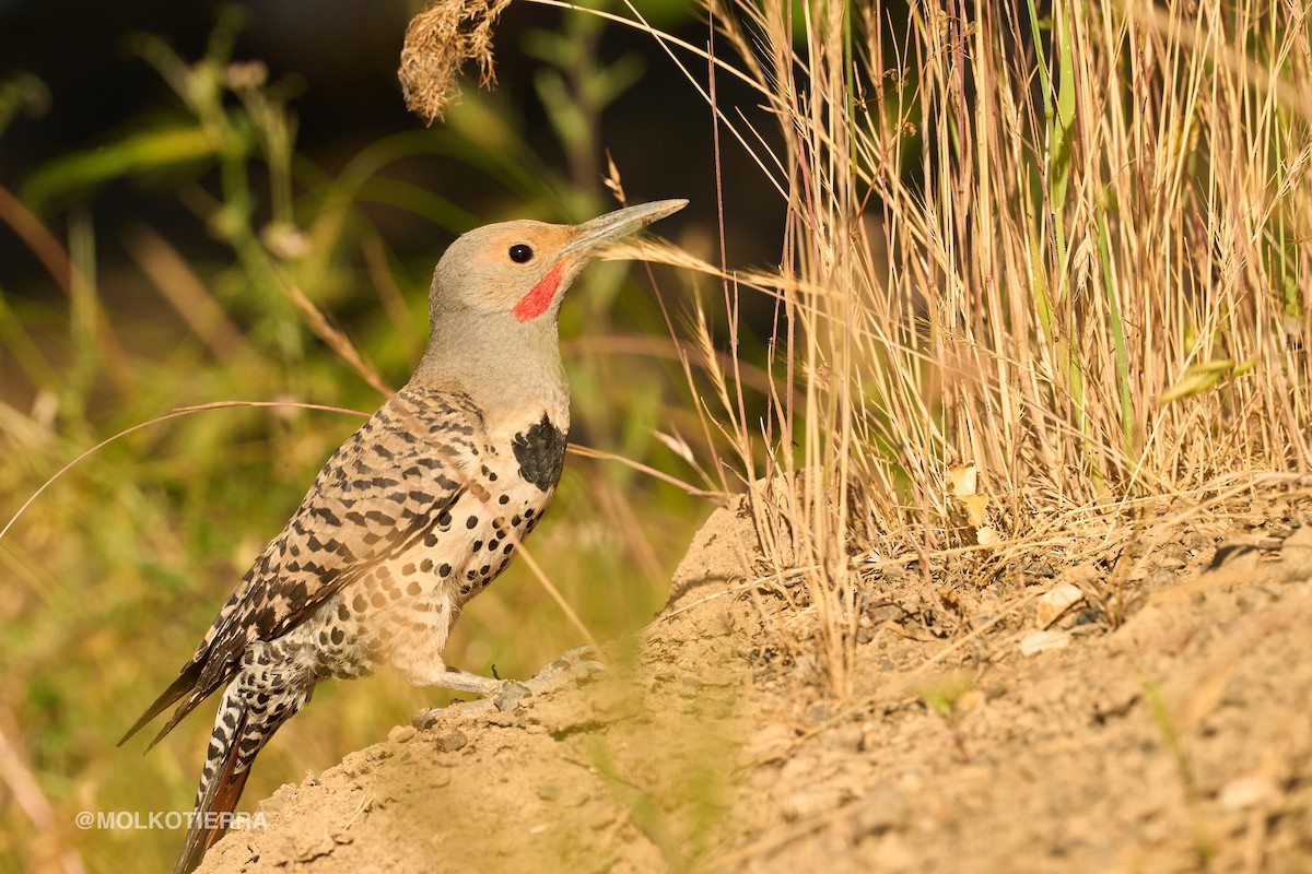 Northern Flicker - ML636837448