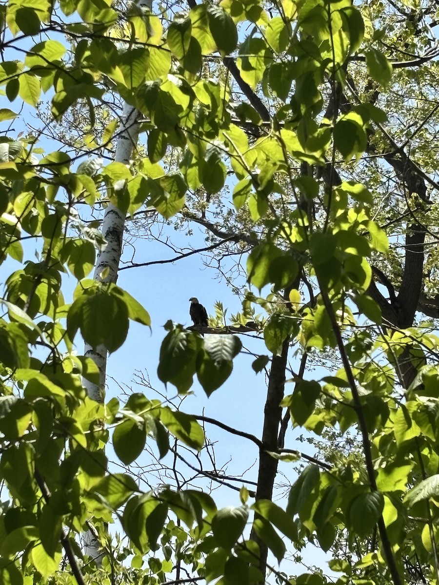 Bald Eagle - ML636837500
