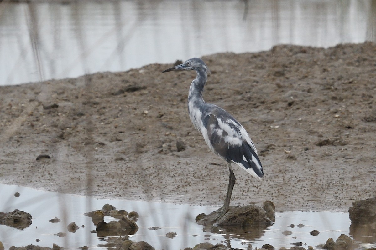 Little Blue Heron - ML636837521