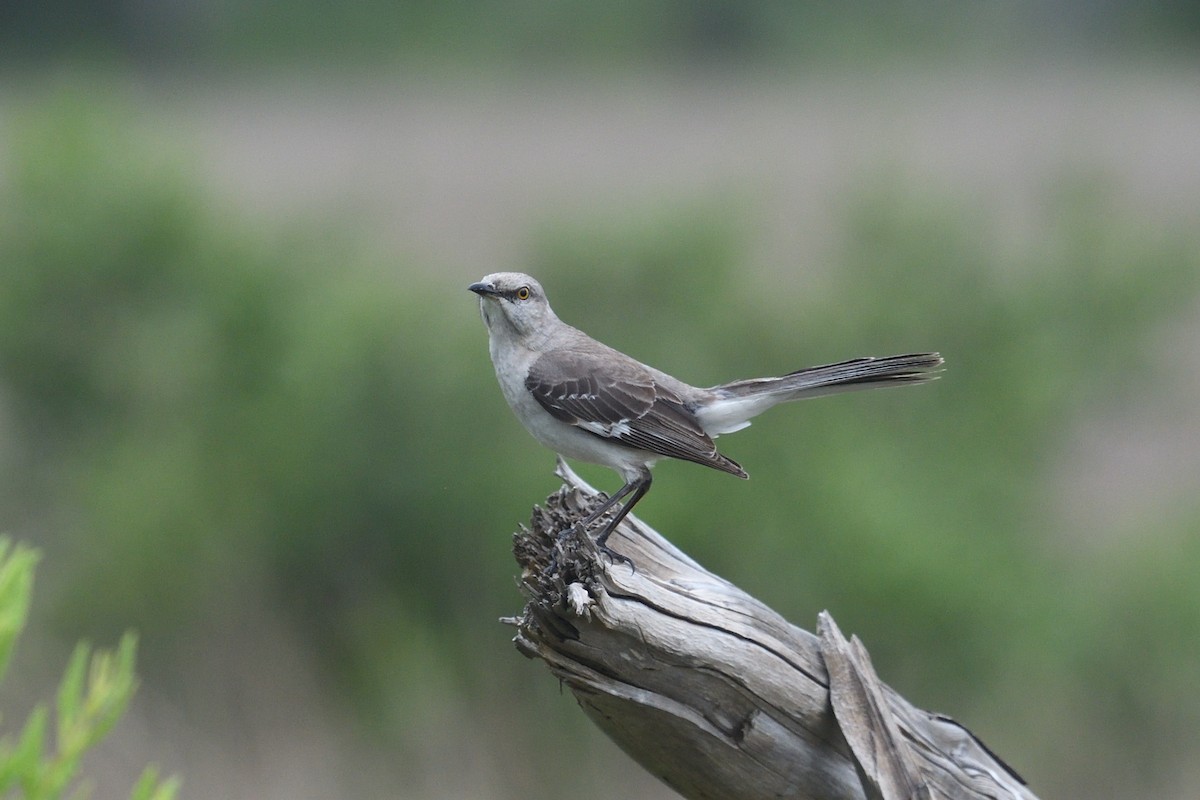 Northern Mockingbird - ML636837534