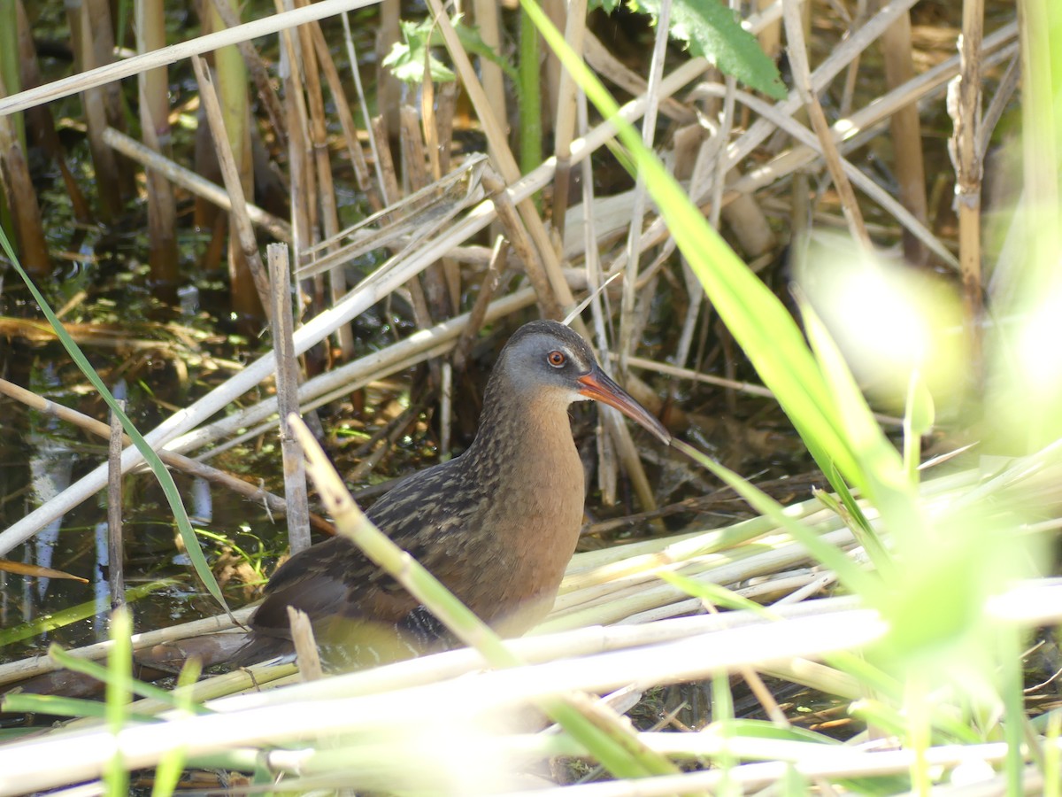 Virginia Rail - ML636837547