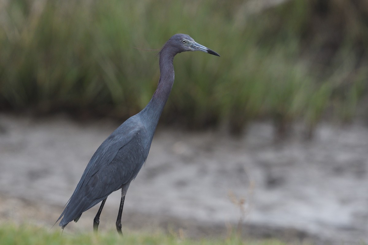 Little Blue Heron - ML636837583