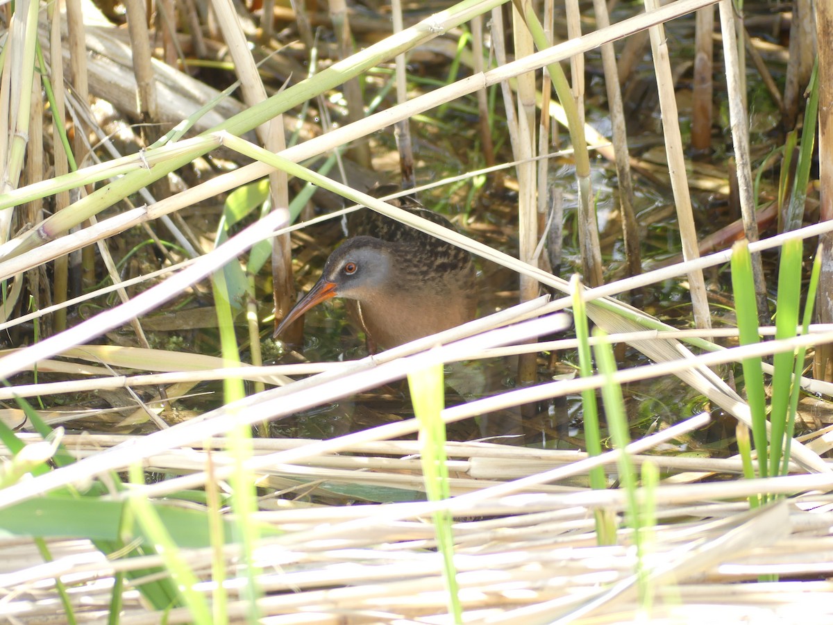 Virginia Rail - ML636837585