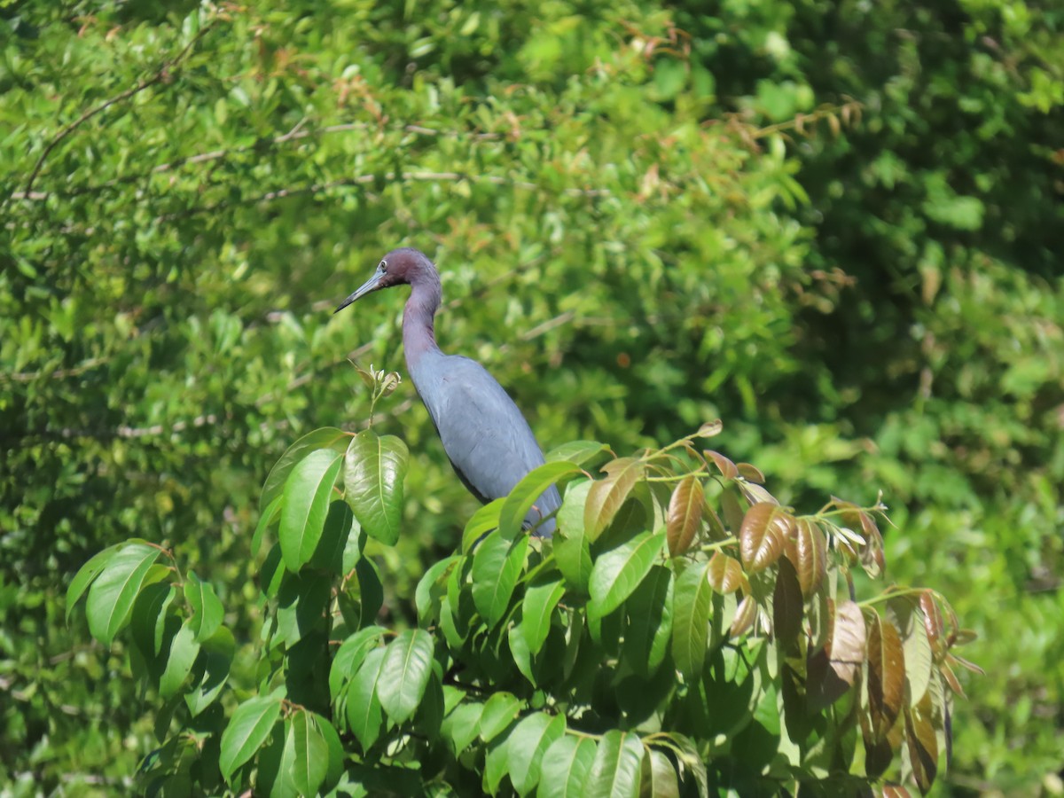 Little Blue Heron - ML636837593