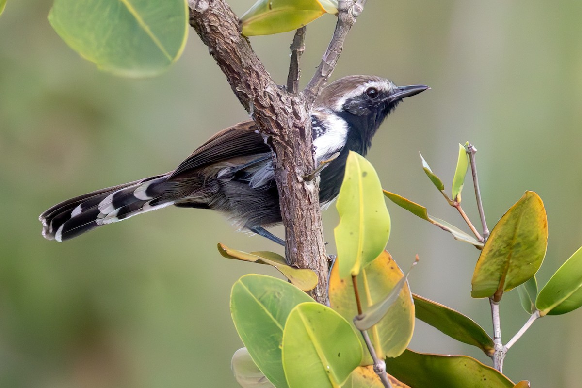 Rusty-backed Antwren - ML636837645