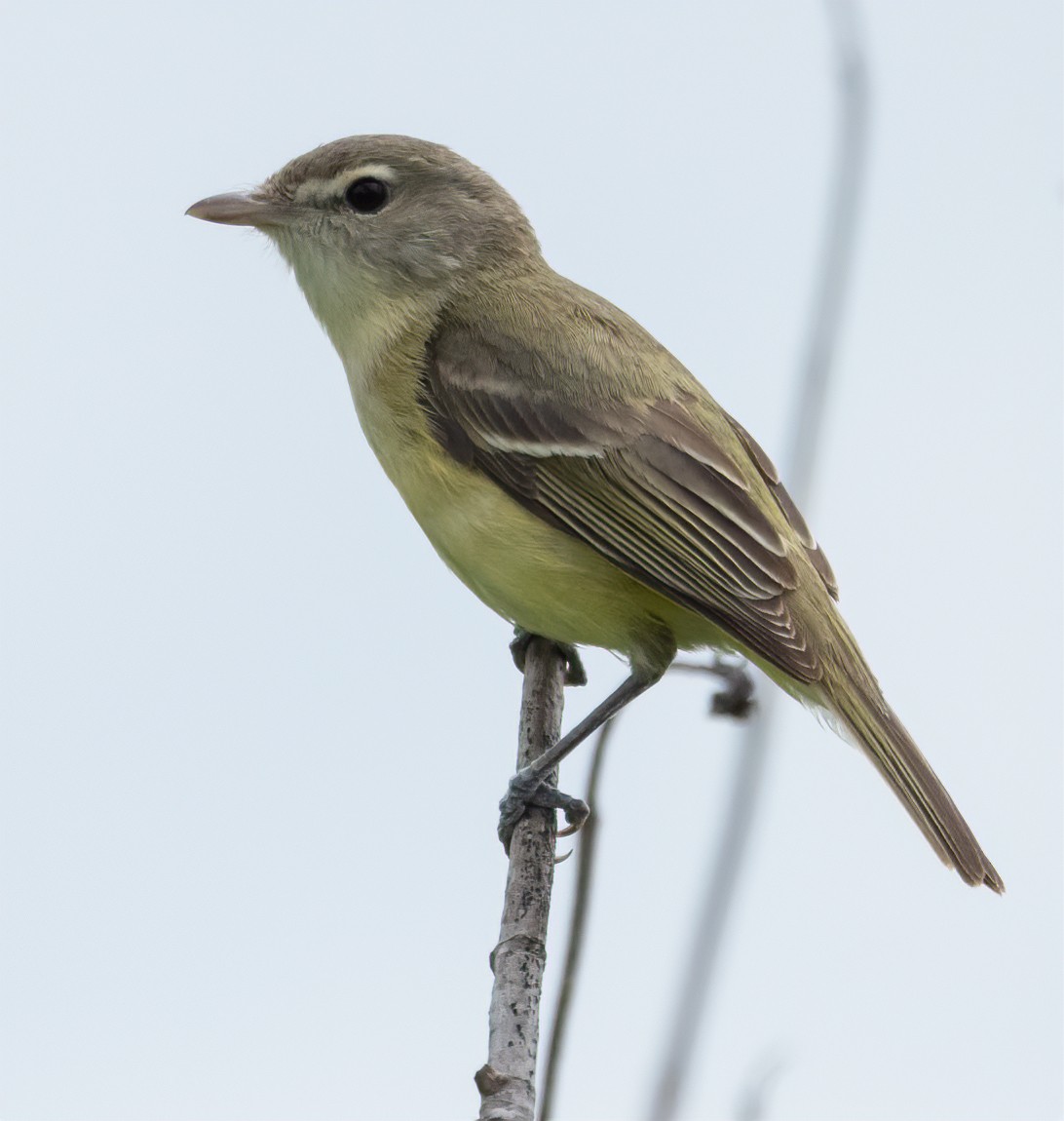 Bell's Vireo - ML636837663